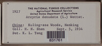 Arcyria denudata image